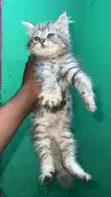 Purebred Maine Coon Kitten - 1-3 Months Old - 1