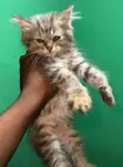 Purebred Maine Coon Kitten - 1-3 Months Old - 2
