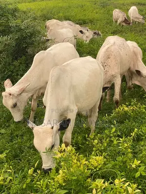 Nasarah Animals - Healthy Cows for Sale