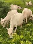 Nasarah Animals - Healthy Cows for Sale - 1