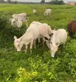 Nasarah Animals - Healthy Cows for Sale - 2