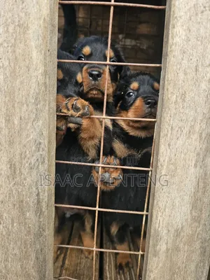 Purebred Rottweiler Puppy, 1-3 Months Old