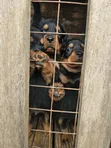 Purebred Rottweiler Puppy, 1-3 Months Old - 1