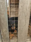 Purebred Rottweiler Puppy, 1-3 Months Old - 2