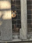 Purebred Rottweiler Puppy, 1-3 Months Old - 3