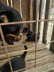 Purebred Rottweiler Puppy, 1-3 Months Old - 4