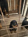 Purebred Rottweiler Puppy, 1-3 Months Old - 5