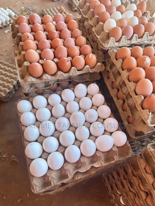 Chicken Eggs - 1