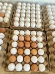 Chicken Eggs - 2