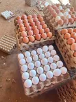 Chicken Eggs - 3