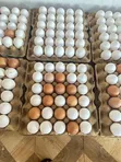 Chicken Eggs - 5