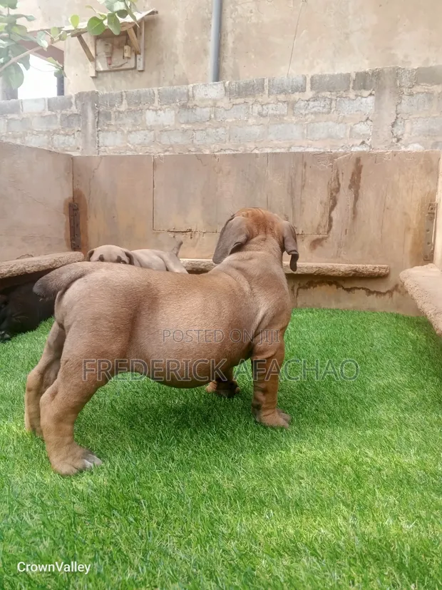 Female Purebred Boerboel Puppy (1-3 Months) - 1