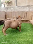 Female Purebred Boerboel Puppy (1-3 Months) - 1