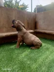 Female Purebred Boerboel Puppy (1-3 Months) - 2
