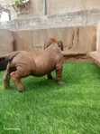 Female Purebred Boerboel Puppy (1-3 Months) - 3