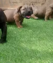 Female Purebred Boerboel Puppy (1-3 Months) - 4