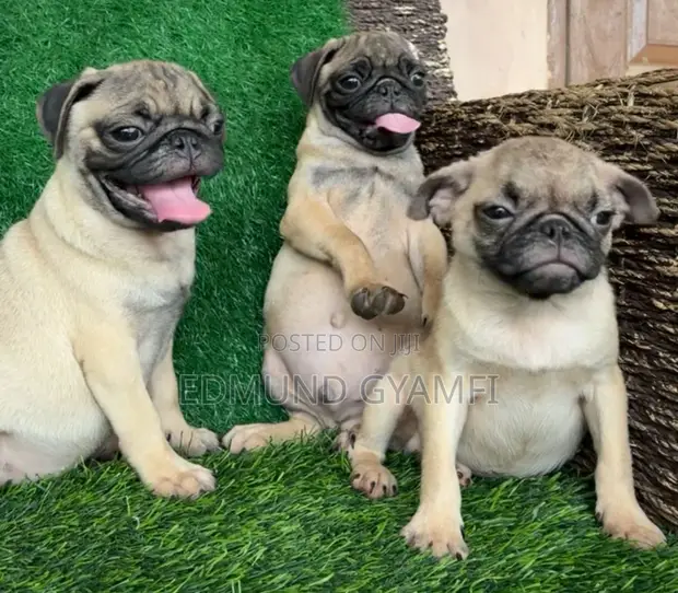Purebred Pug Puppy - 1-3 Months Old - 1
