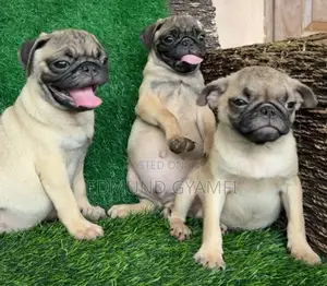 Purebred Pug Puppy - 1-3 Months Old