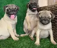 Purebred Pug Puppy - 1-3 Months Old - 2