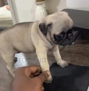 Female Purebred Pug Puppy (1-3 Months)