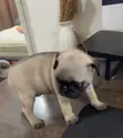 Female Purebred Pug Puppy (1-3 Months) - 2
