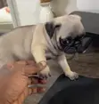 Female Purebred Pug Puppy (1-3 Months) - 3