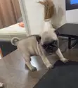 Female Purebred Pug Puppy (1-3 Months) - 4