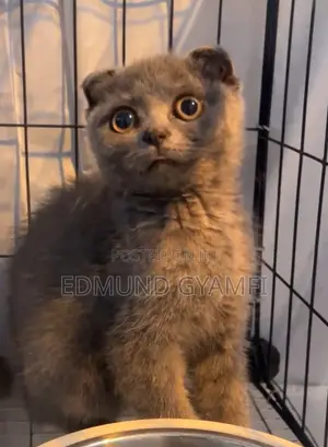 Purebred Scottish Fold Kitten - 1-3 Months Old