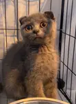 Purebred Scottish Fold Kitten - 1-3 Months Old - 1