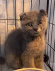 Purebred Scottish Fold Kitten - 1-3 Months Old - 2