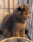 Purebred Scottish Fold Kitten - 1-3 Months Old - 3