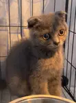 Purebred Scottish Fold Kitten - 1-3 Months Old - 4
