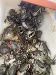 Fresh Crabs - 1