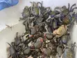 Fresh Crabs - 2