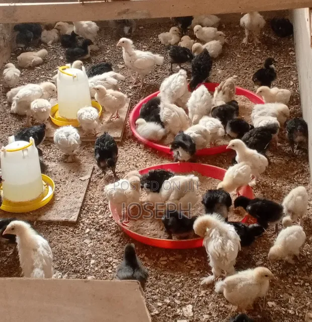 Day and Week Old Chicks - Kuroiler & Brahma - 1