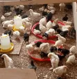Day and Week Old Chicks - Kuroiler & Brahma - 1