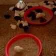 Day and Week Old Chicks - Kuroiler & Brahma - 2