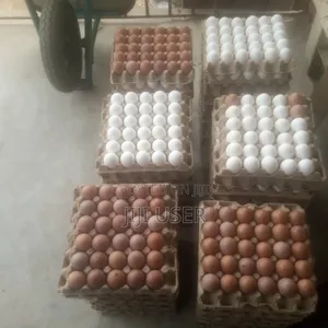 Fresh Chicken Eggs - 10,000 Eggs