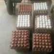 Fresh Chicken Eggs - 10,000 Eggs - 1