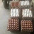 Fresh Chicken Eggs - 10,000 Eggs - 2
