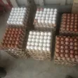 Fresh Chicken Eggs - 10,000 Eggs - 3