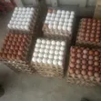 Fresh Chicken Eggs - 10,000 Eggs - 4