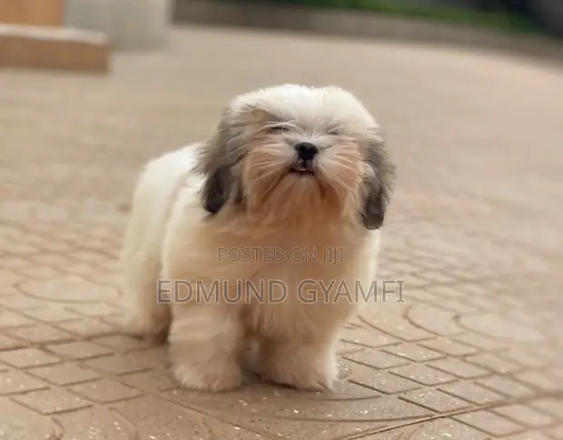 Purebred Shih Tzu Puppy - 1-3 Months Old - 1