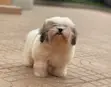 Purebred Shih Tzu Puppy - 1-3 Months Old - 1