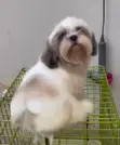 Purebred Shih Tzu Puppy - 1-3 Months Old - 2