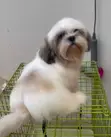 Purebred Shih Tzu Puppy - 1-3 Months Old - 3