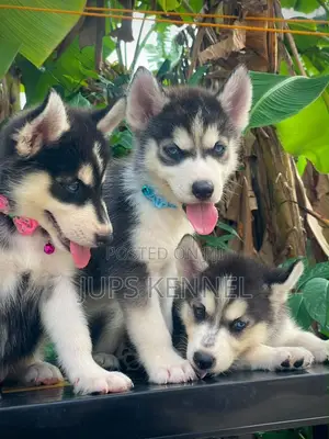 Female Purebred Siberian Husky Puppy (1-3 Months)
