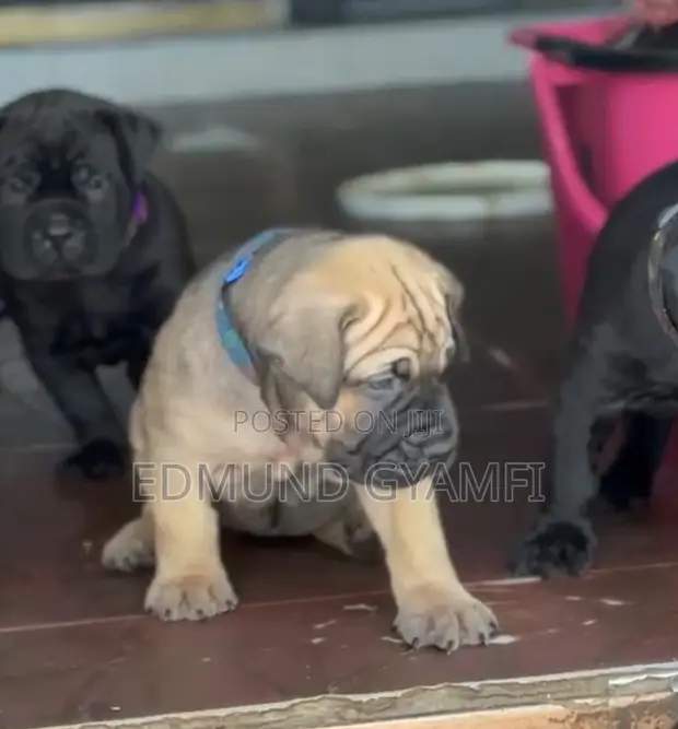 Female Boerboel Puppy, 1-3 Months Old - 1