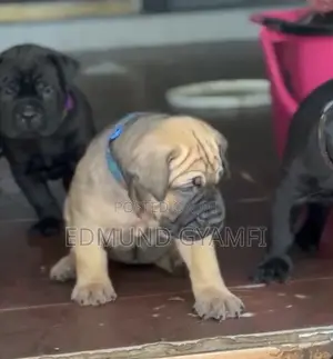 Female Boerboel Puppy, 1-3 Months Old