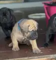 Female Boerboel Puppy, 1-3 Months Old - 1